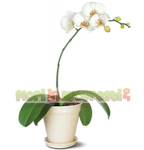 Orhideea phalaenopsis
