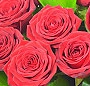 Buchet 19 trandafiri rosii
