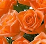 Buchet trandafiri portocalii