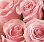 Buchet trandafiri roz