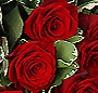 13 trandafiri rosii