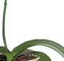 Orhideea phalaenopsis